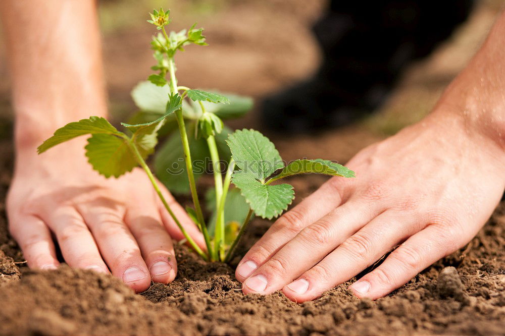 Similar – FORGET-ME-NOT Hand Earth