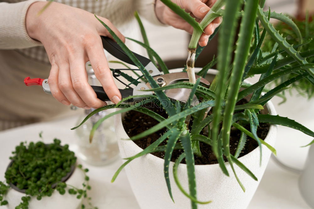 Similar – Image, Stock Photo Crop person cutting twigs