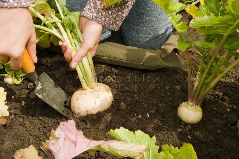 Similar – Image, Stock Photo Hoeing potatoes Summer