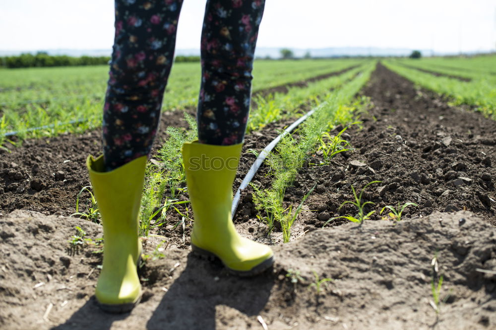 Similar – Image, Stock Photo Hoeing potatoes in home garden