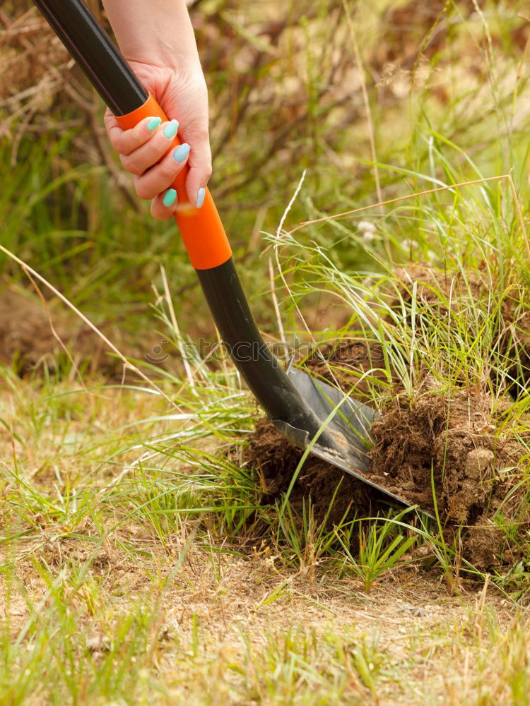 Similar – digging up Plant Grass