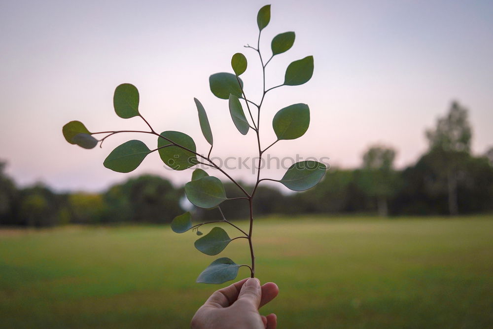 Image, Stock Photo hand holding leaves in spring or summer season