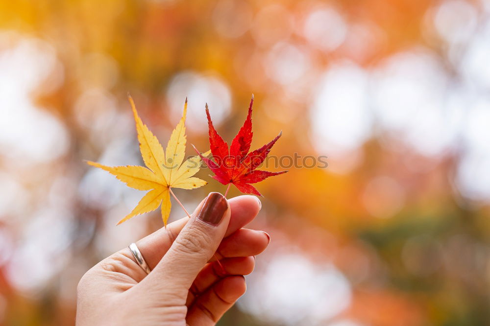 Similar – Image, Stock Photo Hand holding a leaf Nature