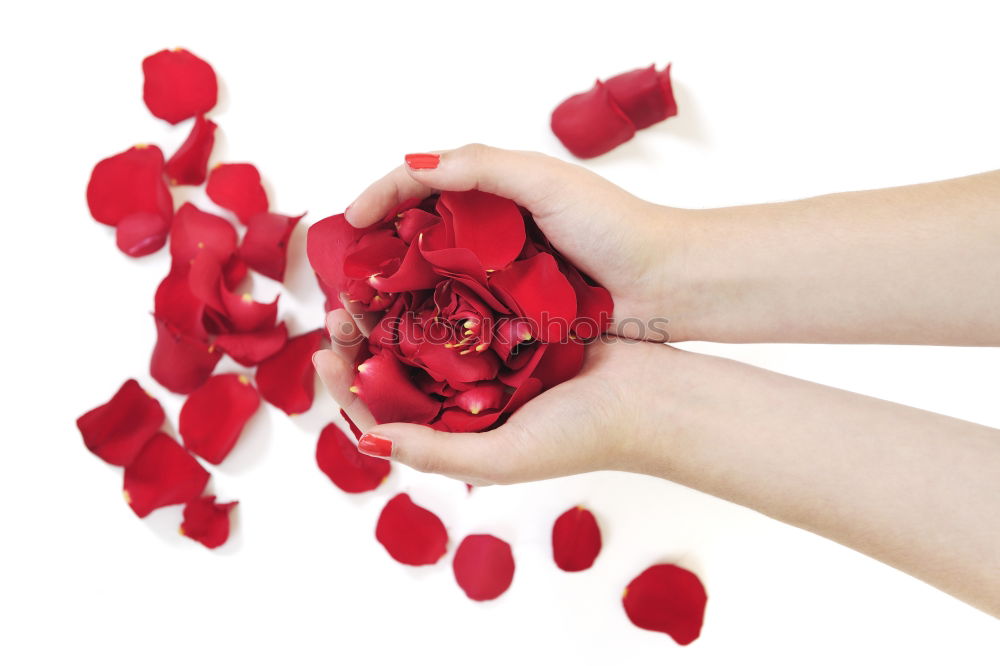 Similar – Image, Stock Photo Red flower rain Hand