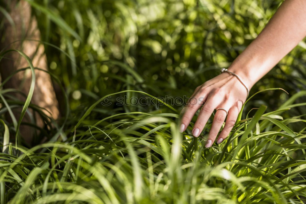 Similar – Image, Stock Photo Hobby gardener plants rosemary in a raised bed