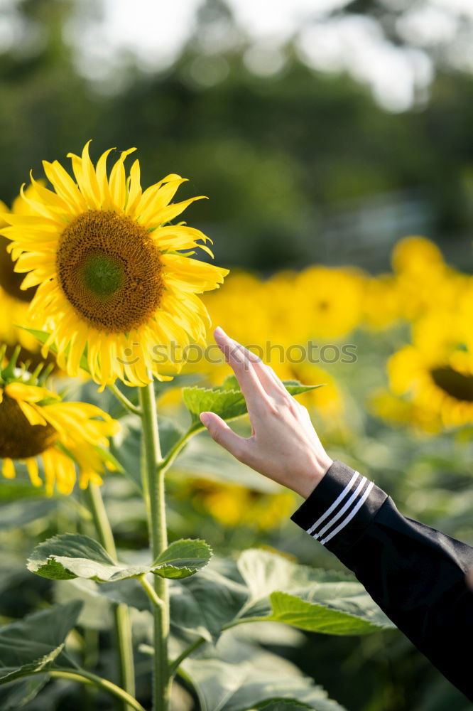 Similar – dandelion Flower Meadow