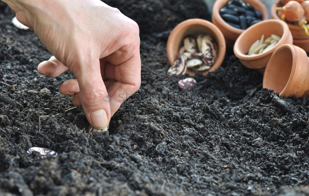 Similar – Image, Stock Photo Udanks uprooted Hand