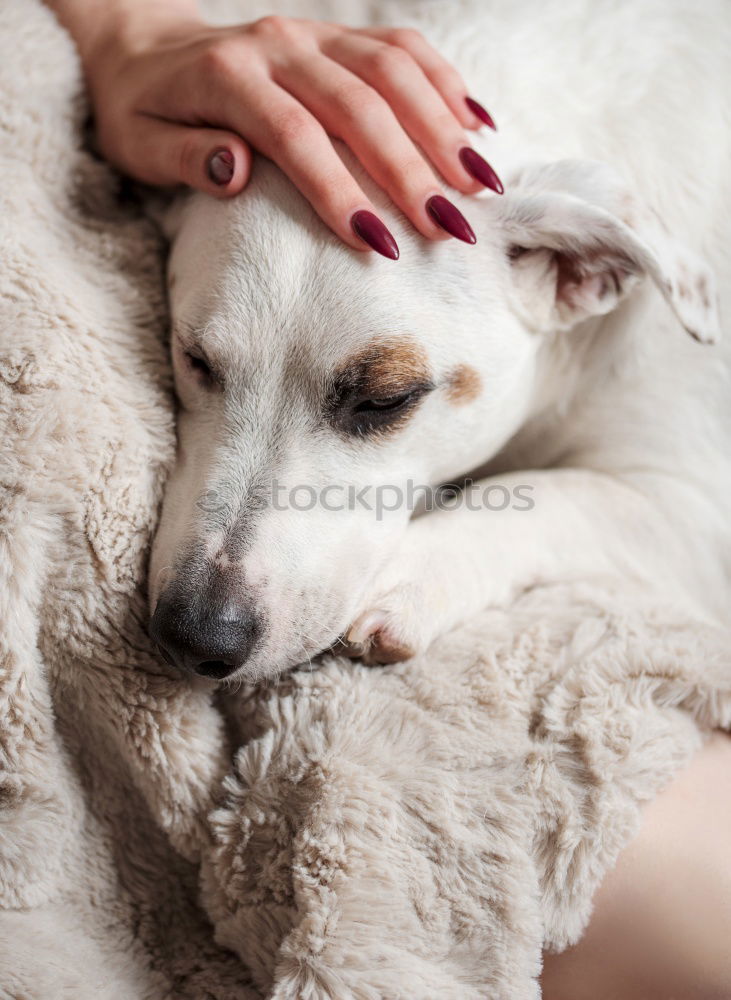 Similar – Image, Stock Photo young woman and her cute dog on bed
