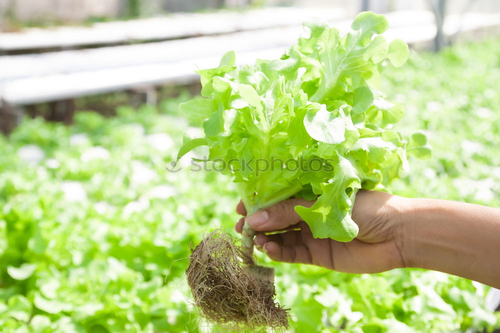 Similar – Image, Stock Photo Picking spinach in a home garden