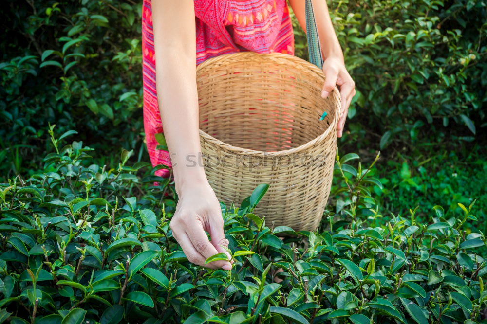 Similar – Image, Stock Photo kiss me …. young brunette woman dressed like a princess looks skeptically at a frog on her hand and considers whether to kiss it