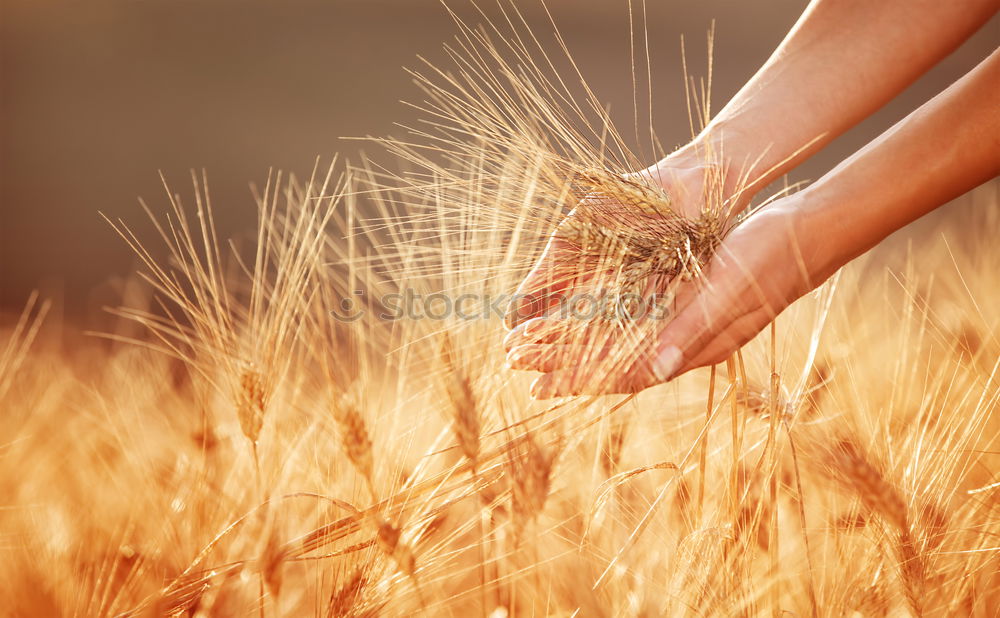 Similar – Image, Stock Photo Harvest Beautiful Summer