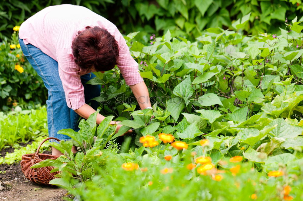 Similar – Image, Stock Photo Woman harvest carrots and beetroot in the garden