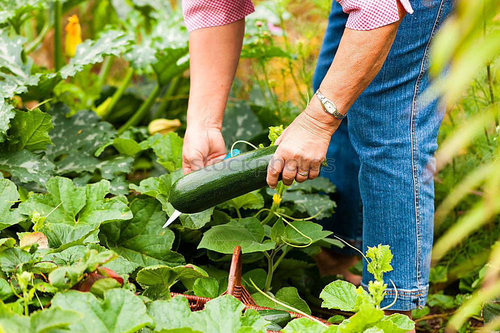 Similar – Image, Stock Photo Woman harvest carrots and beetroot in the garden