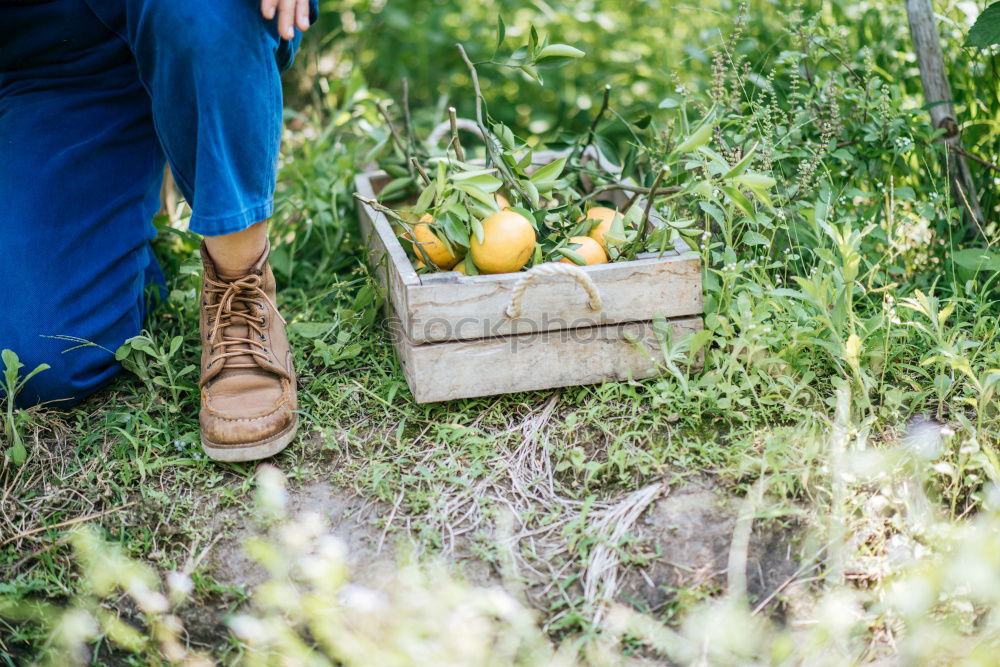 Similar – Image, Stock Photo in the land of strawberries