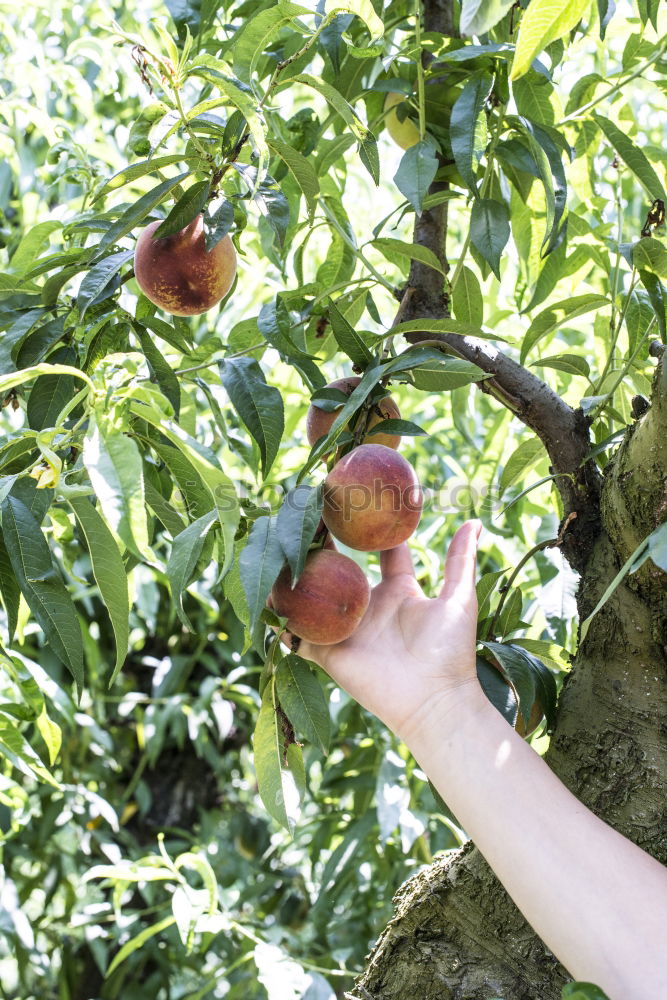 Similar – Woman picking cherry berries from tree