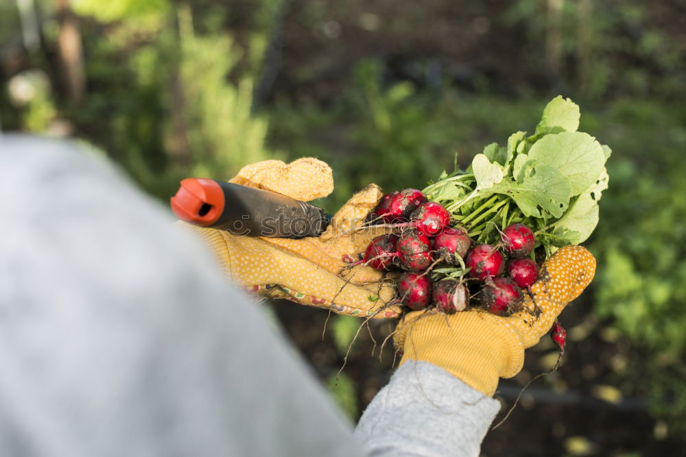 Image, Stock Photo Woman hold bunch of radishes