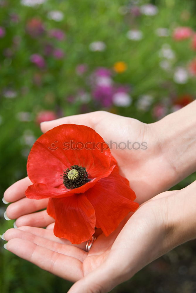 Image, Stock Photo Red flower rain Hand