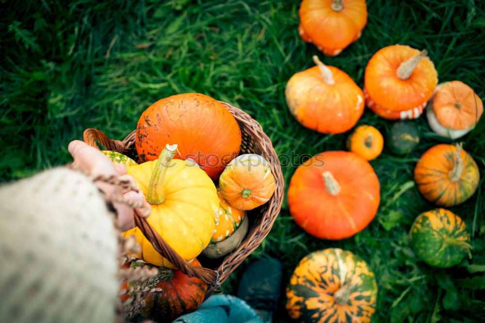 Similar – Image, Stock Photo Chestnuts Quinces Physalis