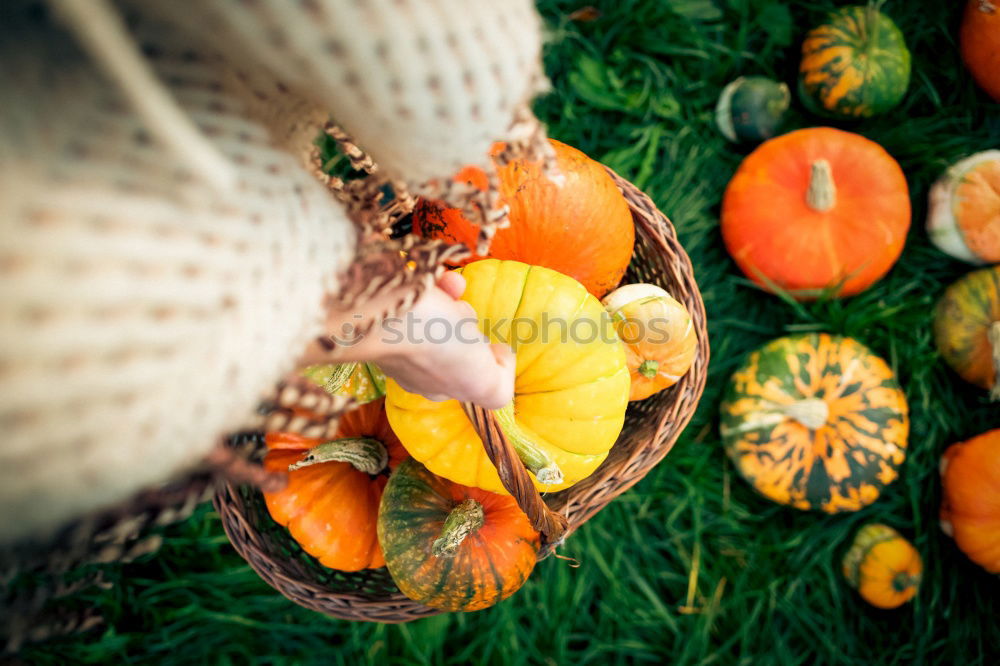 Similar – Image, Stock Photo Quince Physalis Chestnut Rose Hip