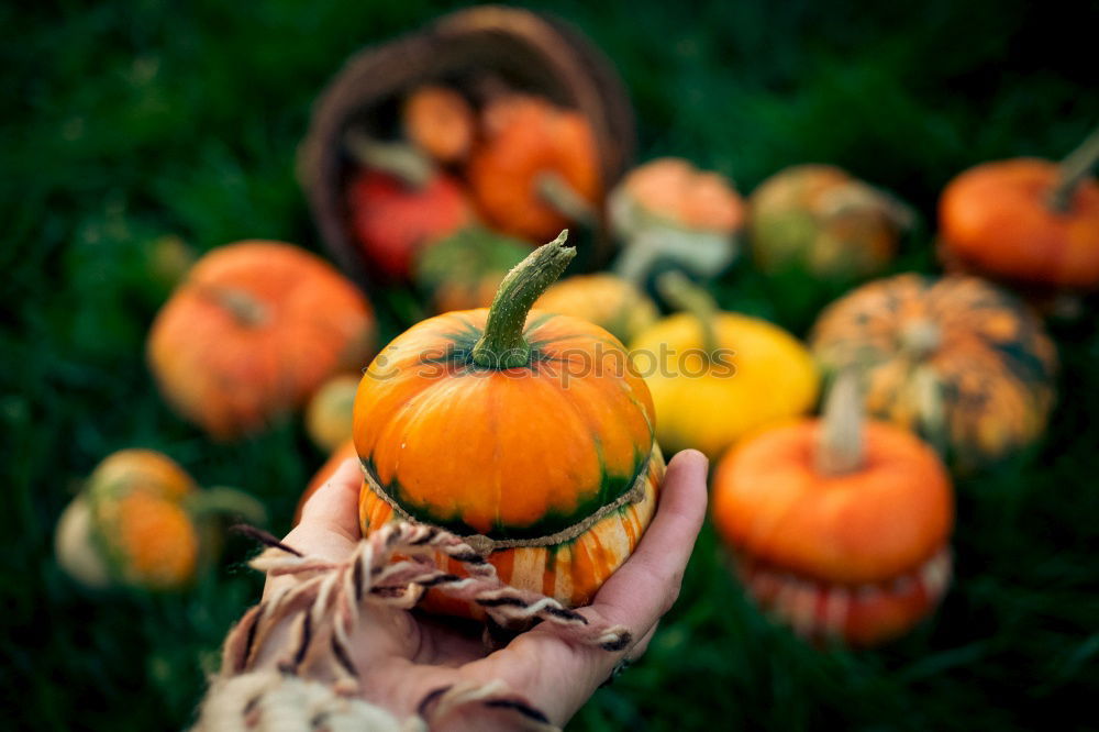 Similar – Image, Stock Photo KÜR V Food Vegetable