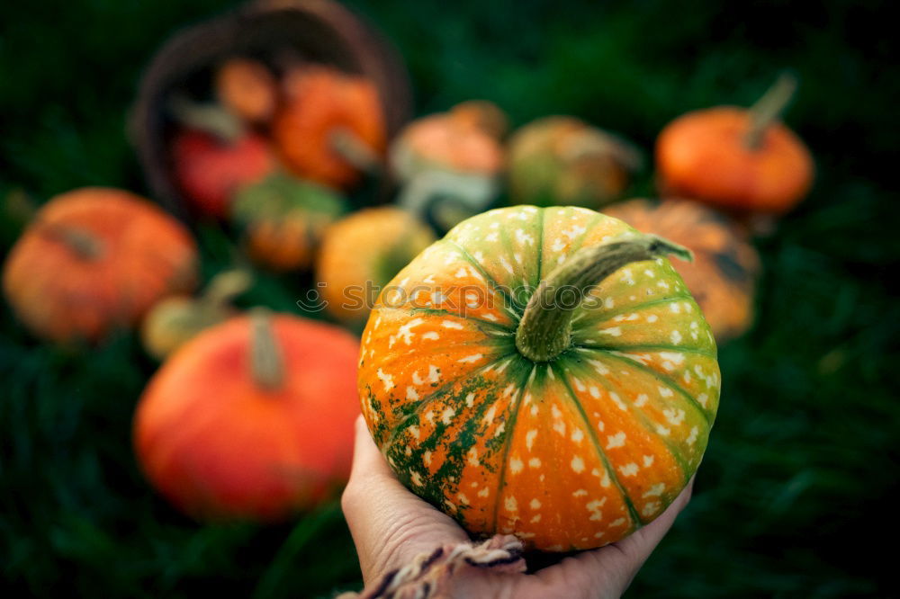 Similar – Image, Stock Photo Fresh pumpkins Food