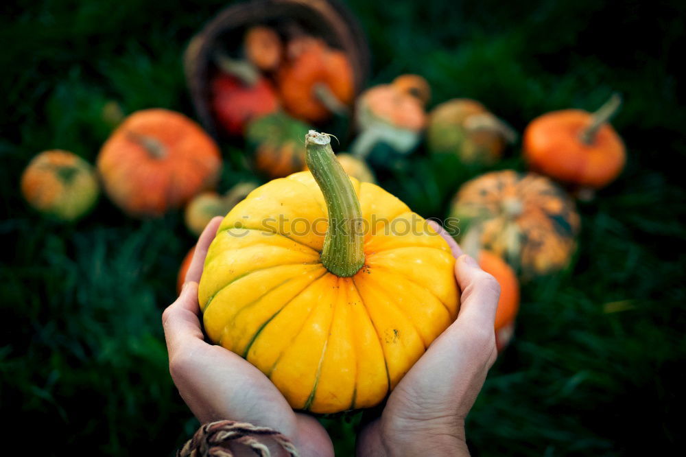 Similar – Pumpkin on herb leaves