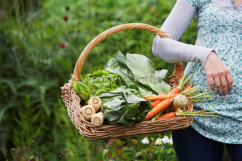 Similar – Image, Stock Photo Vegetable harvest;