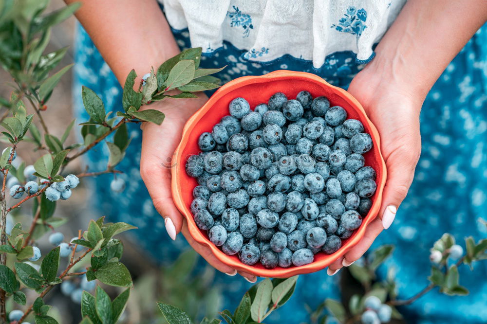 Similar – Image, Stock Photo fresh blueberry harvest