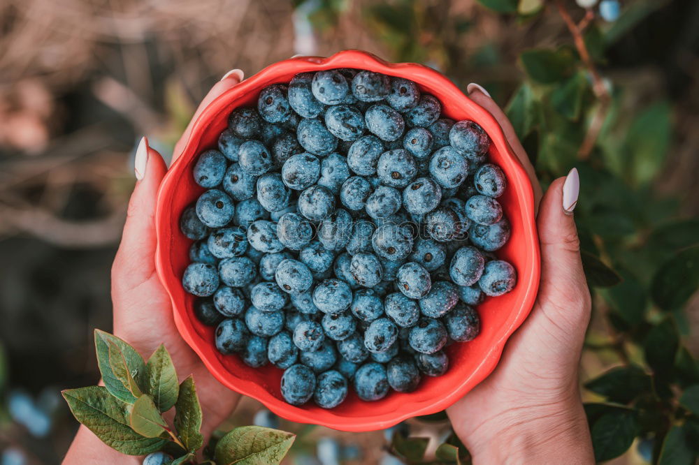 Similar – Image, Stock Photo Freshly harvested on the table