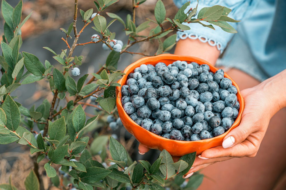 Similar – Image, Stock Photo Freshly harvested on the table