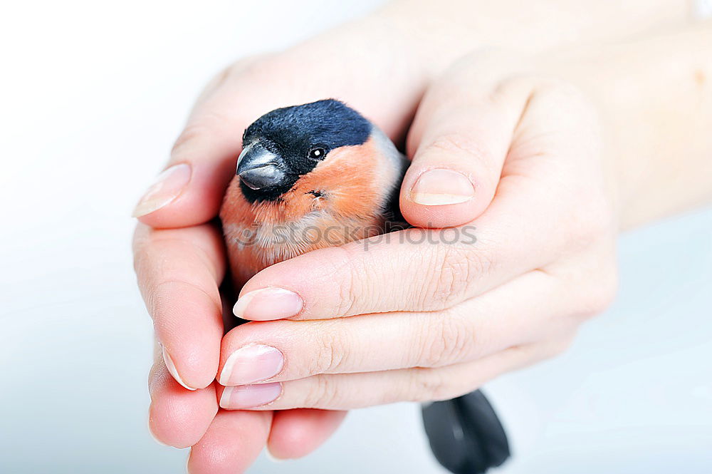 Similar – Image, Stock Photo Hand Raised Young Swifts