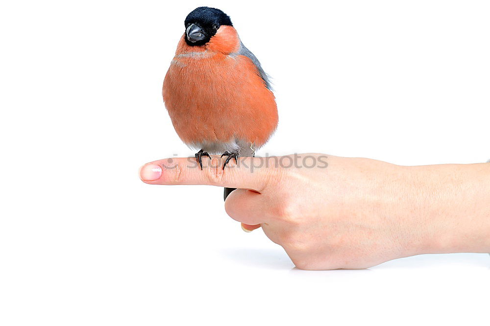 Similar – Image, Stock Photo finger food Roll Hand