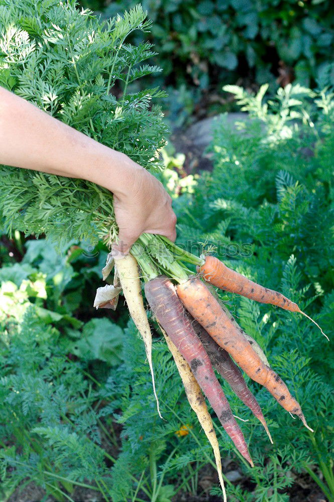 Farmer at the carrot harvest of fresh carrots outdoors