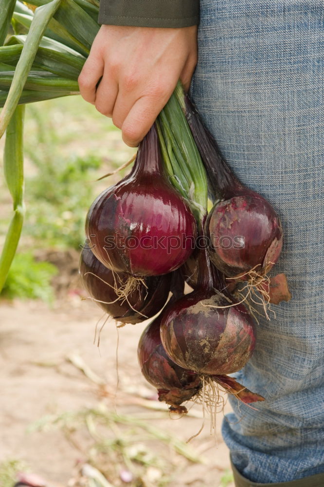 Similar – Image, Stock Photo Fresh pumpkin harvested by hand