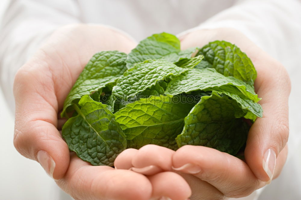 Similar – Image, Stock Photo Picking spinach in a home garden