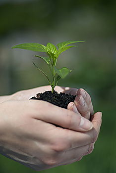 Similar – Image, Stock Photo Young woman holding pansies in her hand.