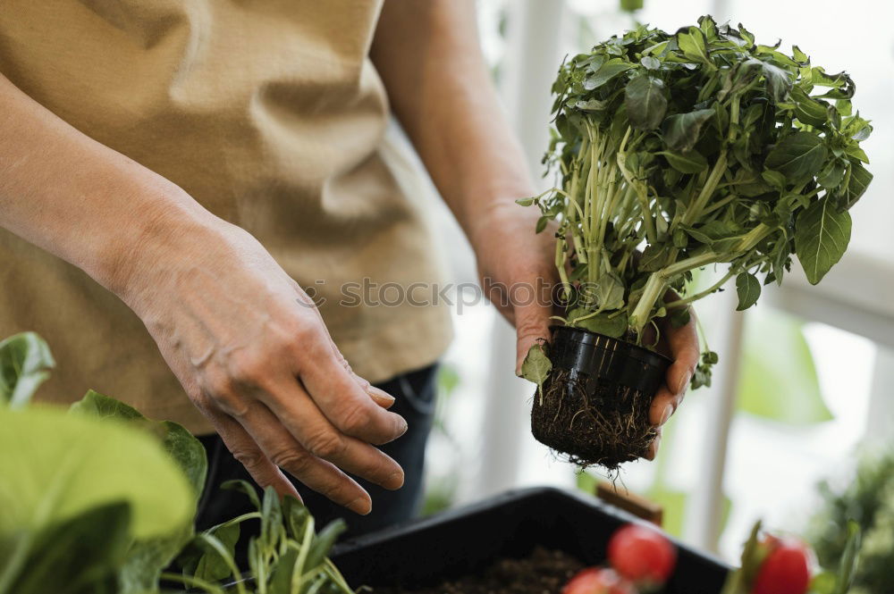 Similar – Image, Stock Photo Woman’s hands transplanting plant.