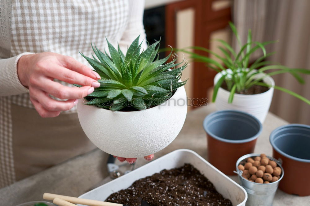 Image, Stock Photo Woman’s hands transplanting plant.