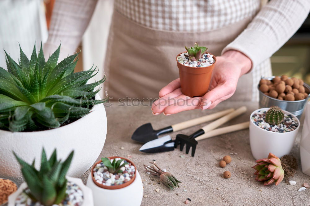 Similar – Image, Stock Photo Woman’s hands transplanting plant.