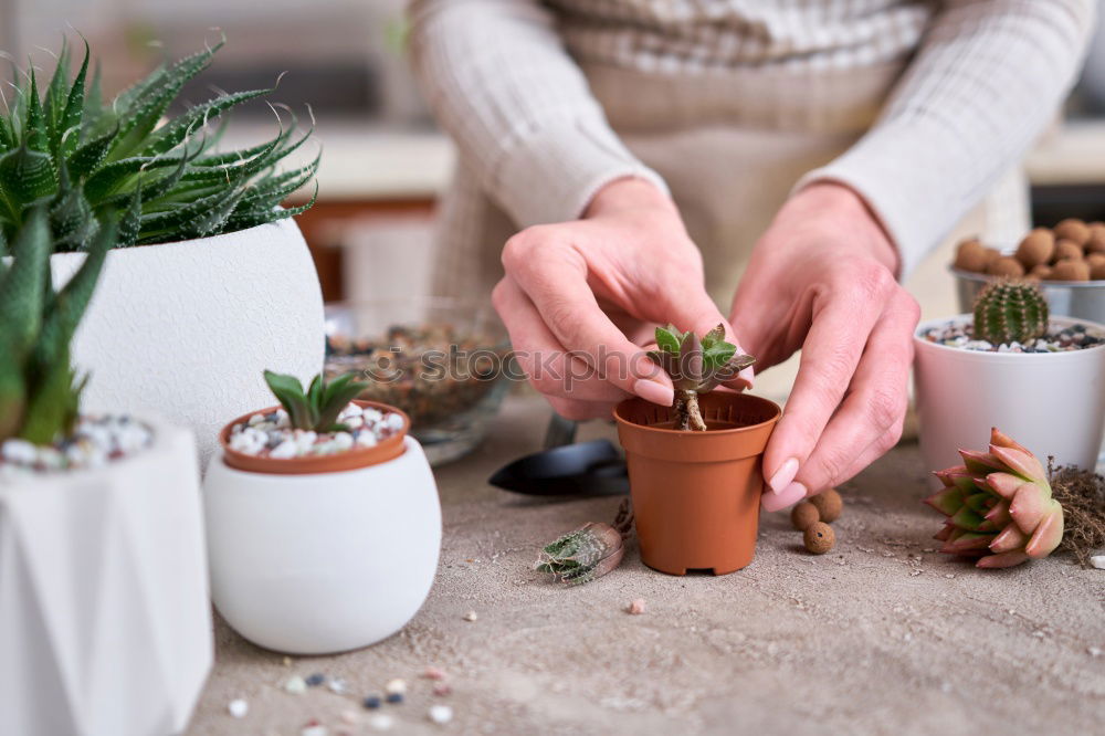 Similar – Image, Stock Photo Woman’s hands transplanting plant.