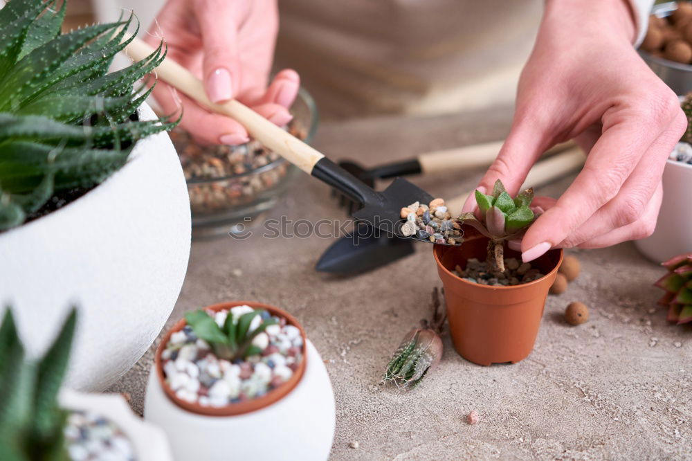 Similar – Image, Stock Photo Woman’s hands transplanting plant.