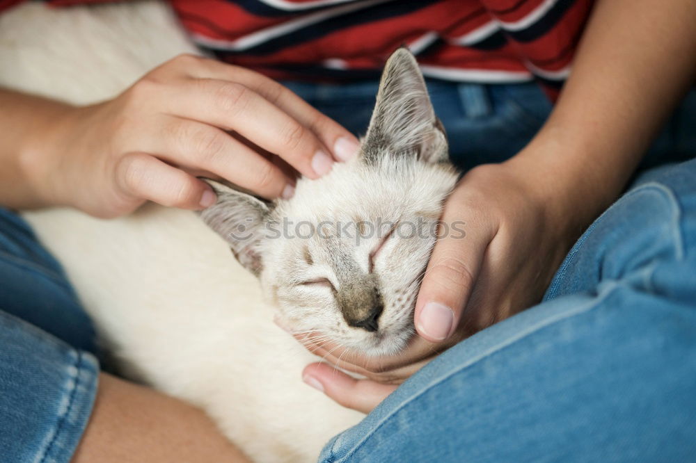 Similar – Young man holding a baby cat with his hands