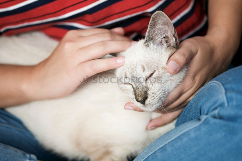 Similar – Young man holding a baby cat with his hands