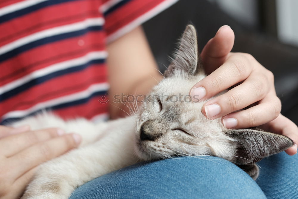 Similar – Young man holding a baby cat with his hands