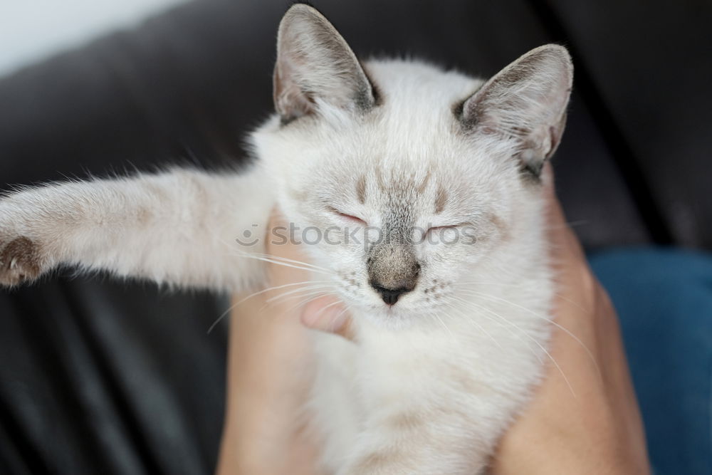 Young man holding a baby cat with his hands