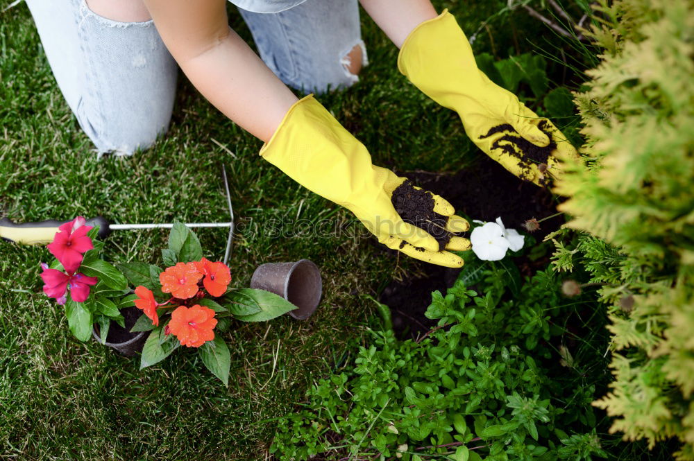 Similar – Foto Bild ich steh auf Gänseblümchen