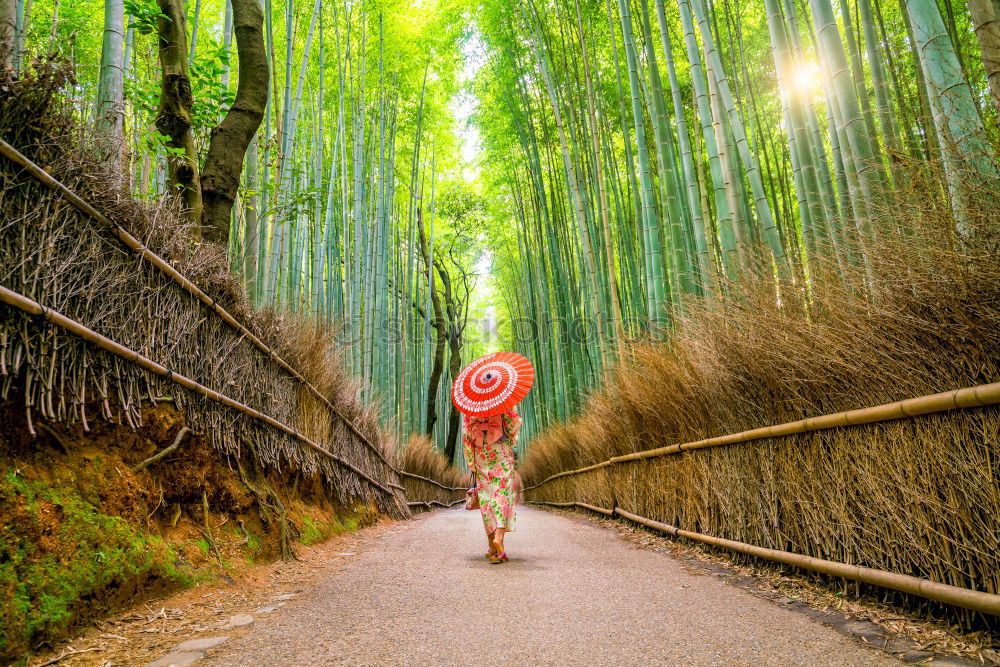 Similar – Image, Stock Photo Hiker in forest with hands up