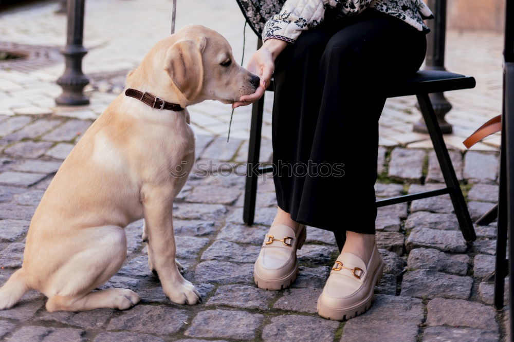 Similar – Image, Stock Photo Sexy young woman at home playing with her dog