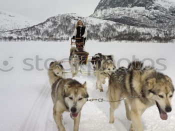 Similar – Image, Stock Photo Sleigh ride with huskies in Tromsö, Norway