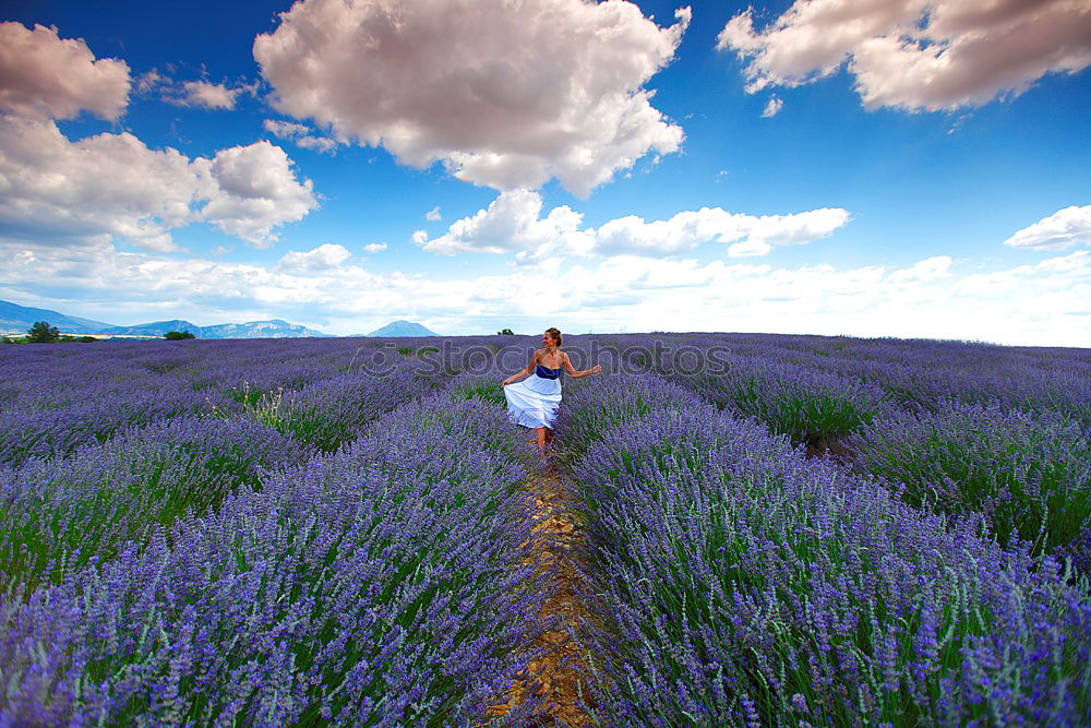 Image, Stock Photo #A# Lavender picker